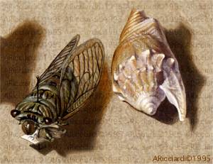 Cicada and Shell